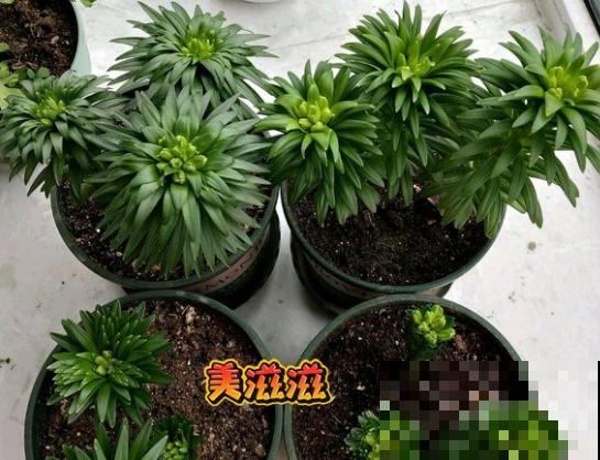 百合花的最佳种植时间到了，挑个好球埋土里，2个月就开花！