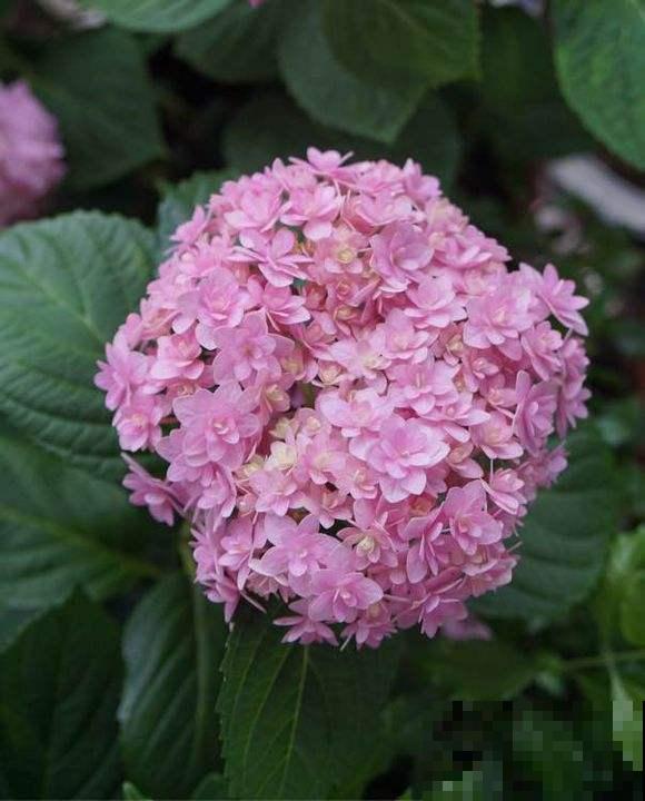 那些开出“花团子”的花，个个都是爆盆机器，开花停不下来