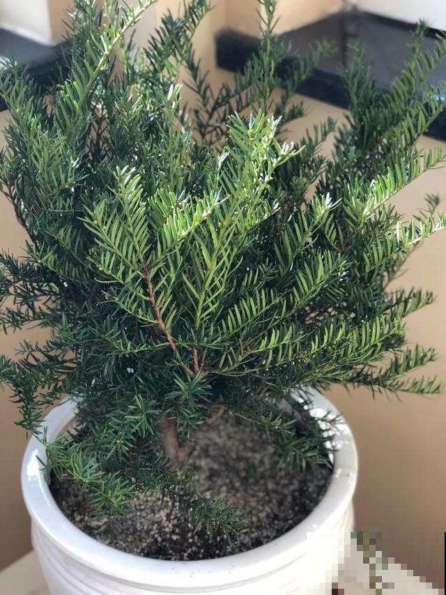 这盆“健康树”，1盆清新空气，2盆杀菌去异味
