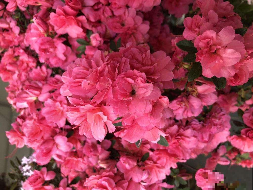 最爱“吃醋”的花，给它喝点醋才高兴，越喝叶子越油亮