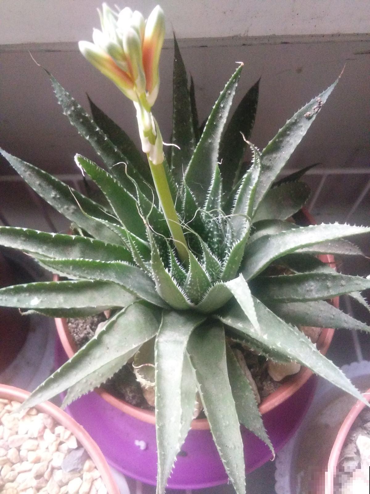 天天看叶子看烦了，没想到竟开花，真神奇