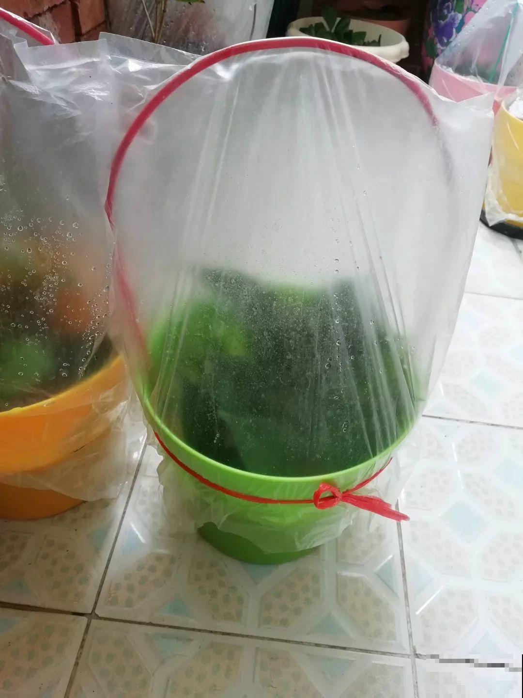 这6种花，现在扦插最好活，摘片叶子照样生根！