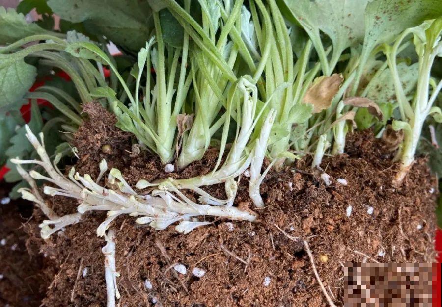 给这花换盆，土里扒出30个崽，根本不用扦插！
