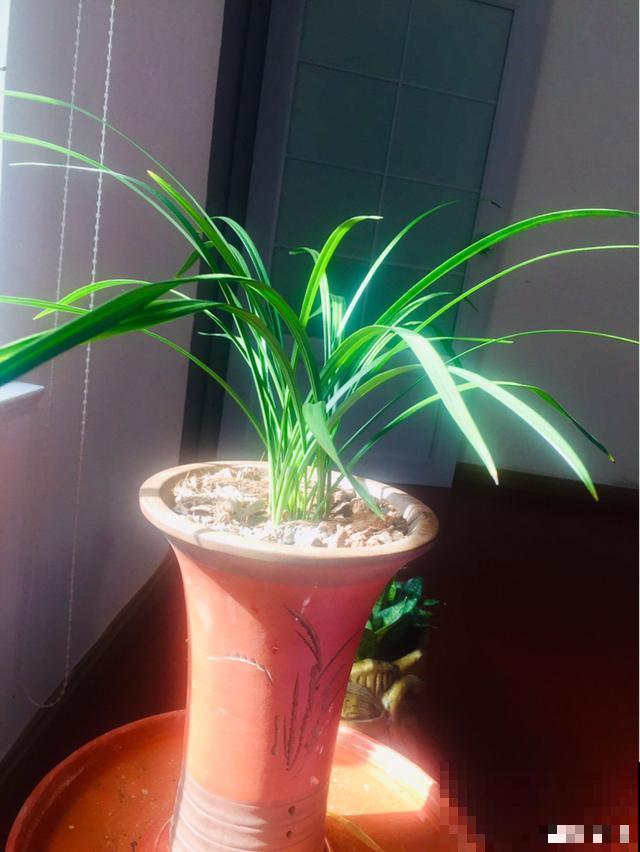 一次疫情，荒芜不了整个春天，阴霾会过去，鲜花也会盛开！