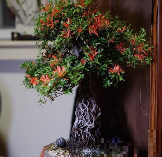 盆景修剪3大原则，收藏起来，你也能变大神！