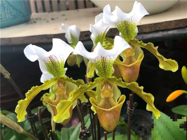 10种名贵兰花，春节养最美，花一开满屋子香气！