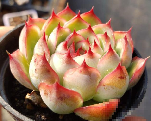 4年多肉迷的养肉技巧，从小白到高手，是如何炼成的！（上）