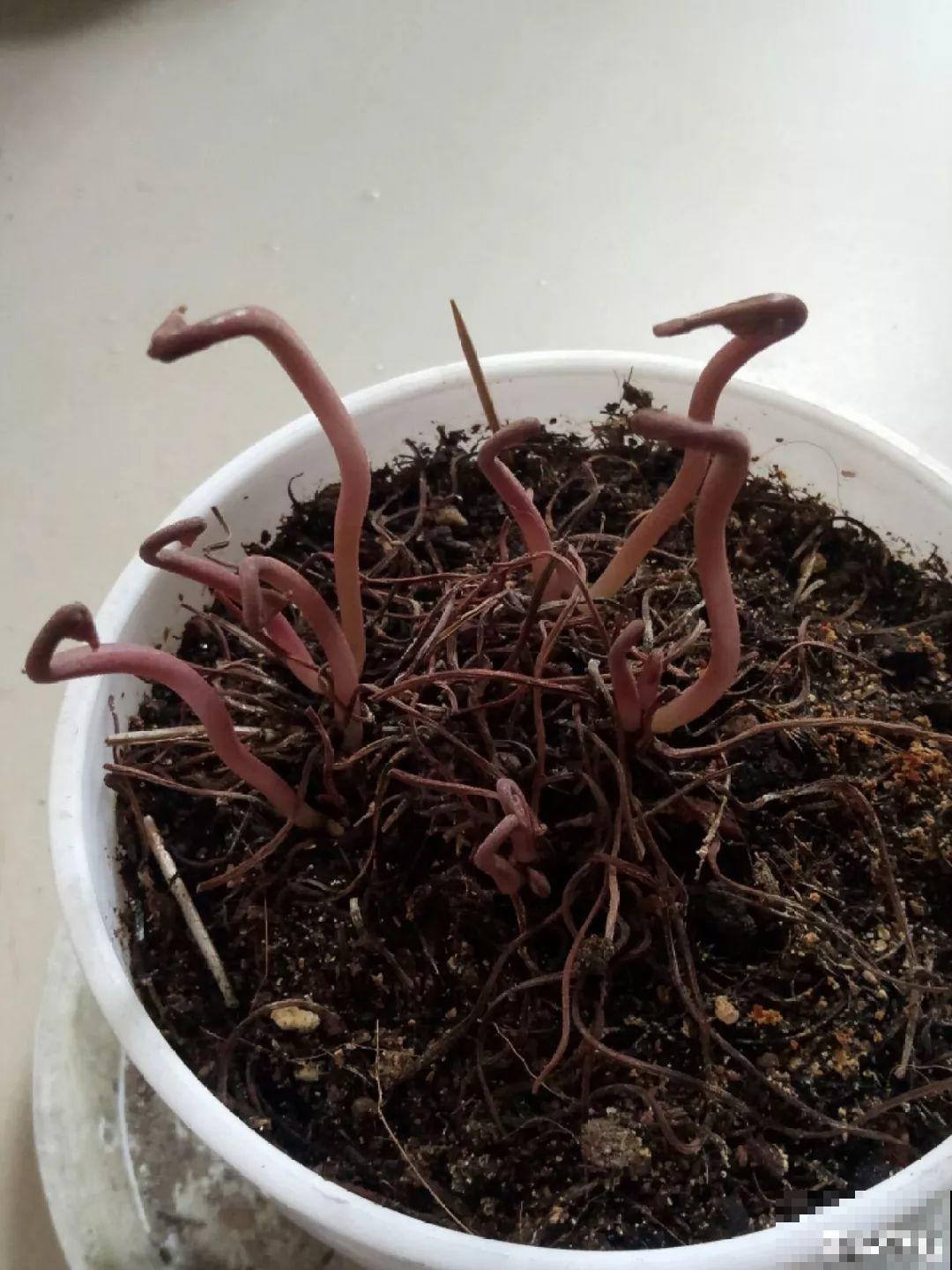 假期延长20天，家里的花全都蔫巴巴，抓紧救，还能活！