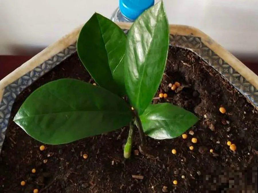 开完花的蟹爪兰，叶子摘一摘，放在梳子上遇水就生根！