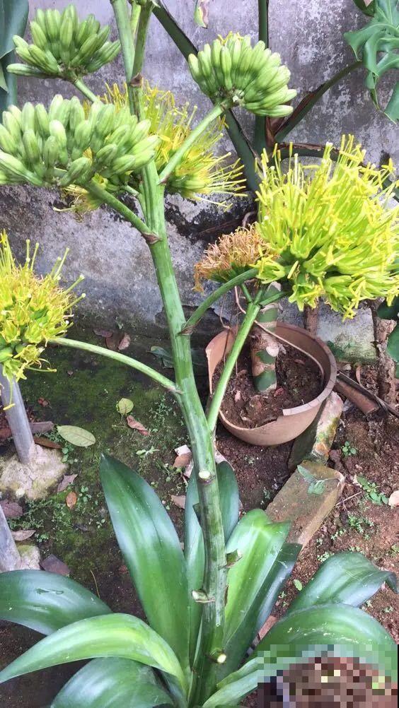 叶子像长寿，开花像绣球，这花的名字你还真想不到！