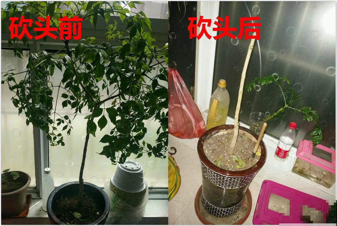 半死不活的幸福树，被我狠心砍一刀，结果冒出好多芽！