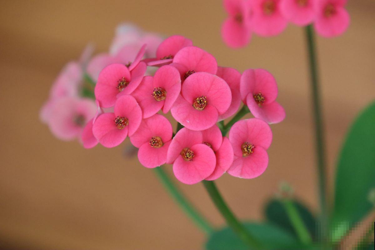 家里养花别乱养，这“5种花”有毒，老人孩子要注意