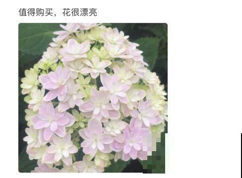 特耐阴的绣球花，光不好也能蹭蹭开，开花比拳头还大！
