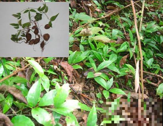 屋后发现一大丛野草，原来叫这名，还能在家种！