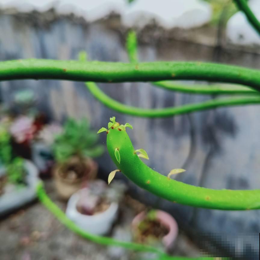 别看这花是个光杆，太阳一照，通透碧绿，谁见了都想养
