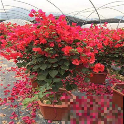 三角梅拉根枝条捆一捆，普货立马变精品，价值翻倍！