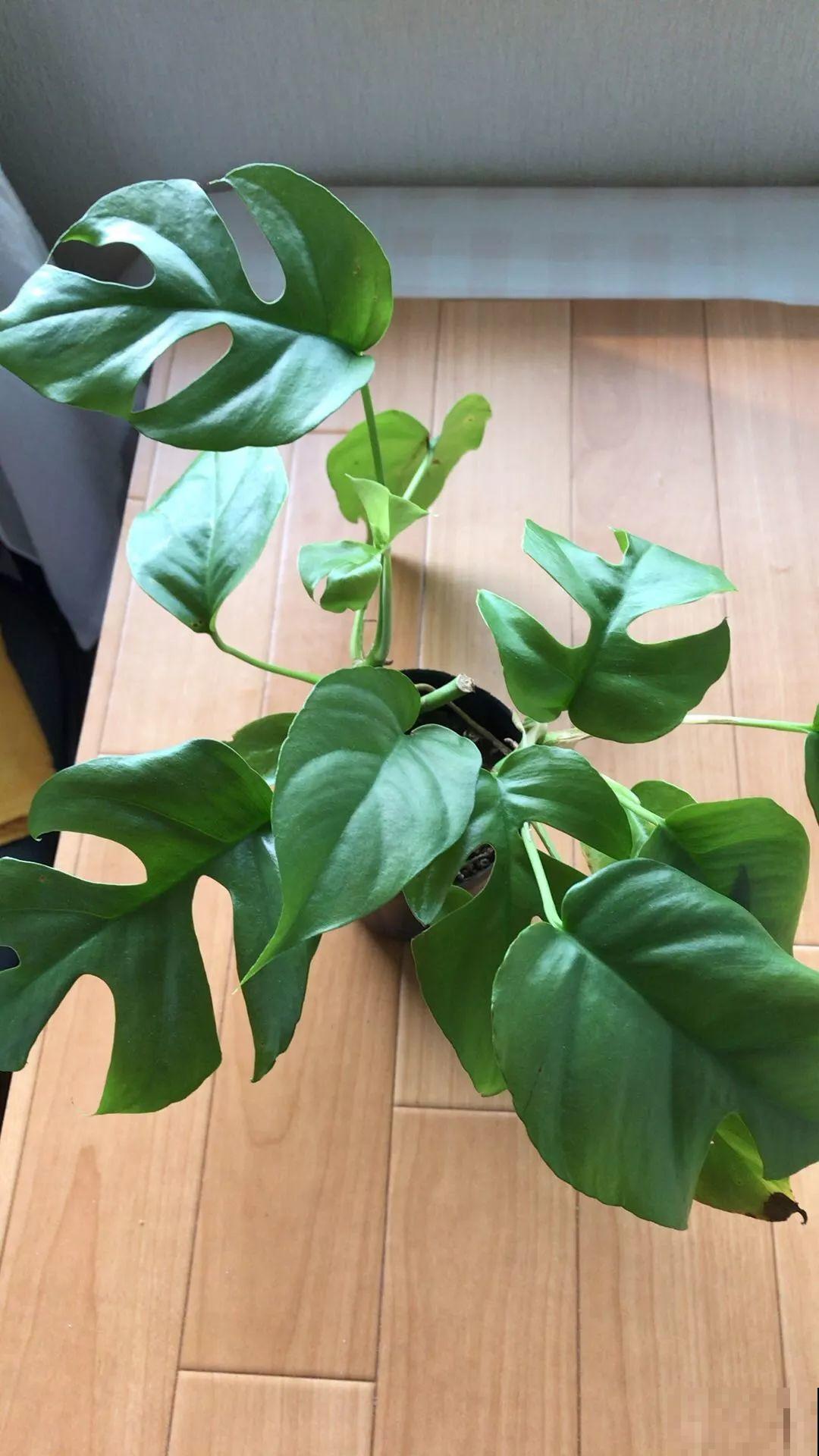 这花就用小盆养，盆越小越开花，比大盆更值钱！