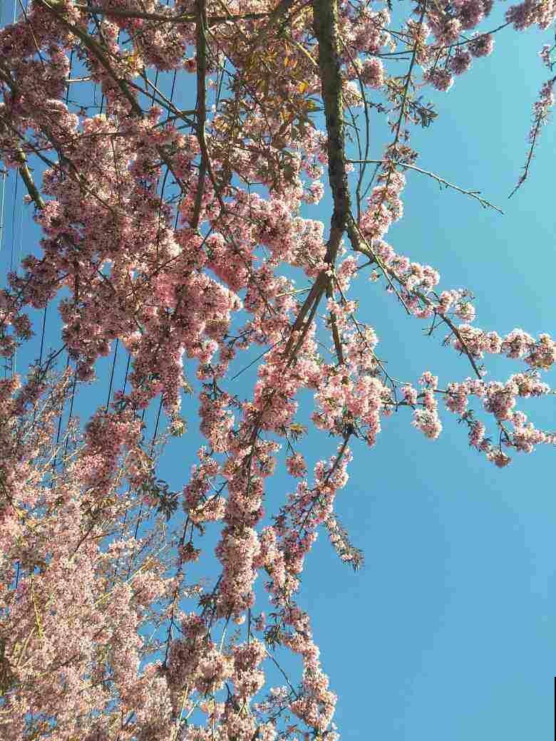 春天识花手册，常见花卉都认识，这些你都叫得上名吗