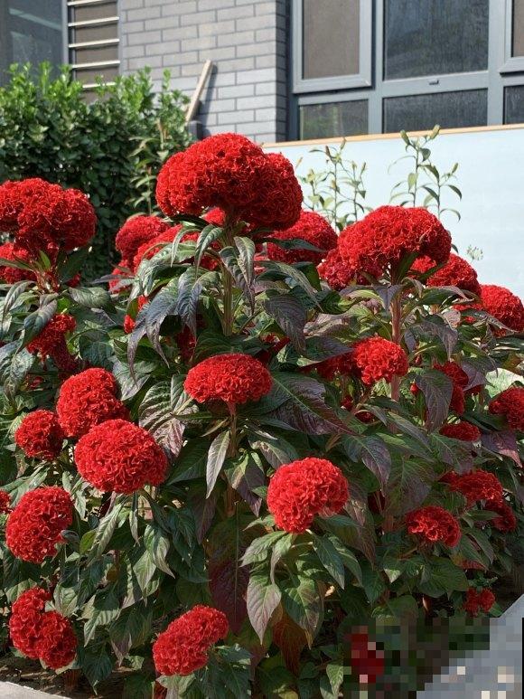 小时候经常玩的4种花，农村遍地都是，名字土开花却很美！