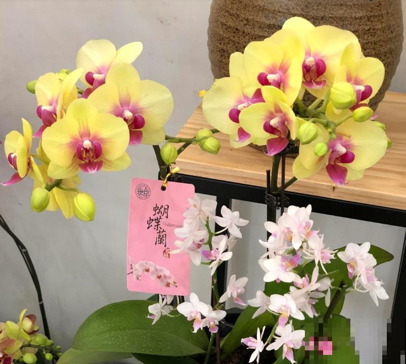 买回来的花，花苞掉一地，原来犯了这个错