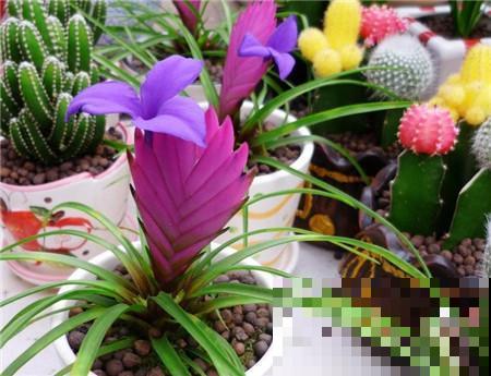 铁兰开花了，紫色花朵太新奇，老妈非说是塑料假花！