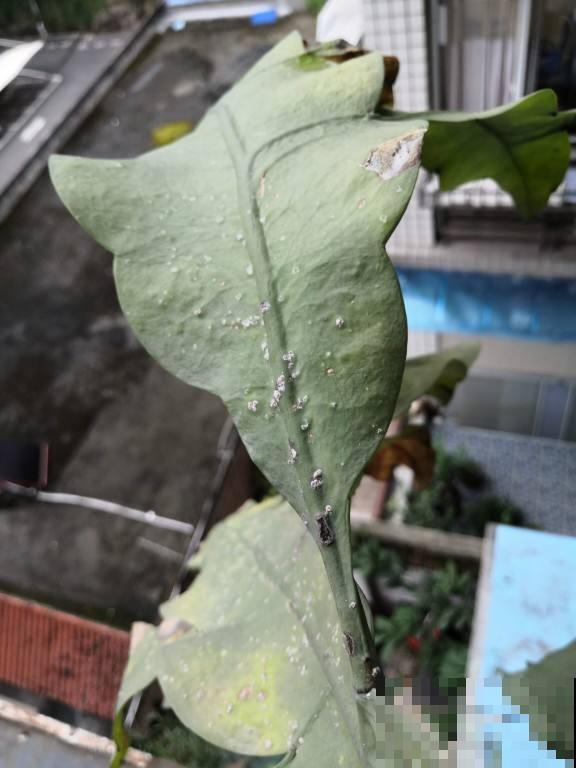 特烦人的蚧壳虫，爬的满叶子都是，用它擦叶子，虫子全掉光