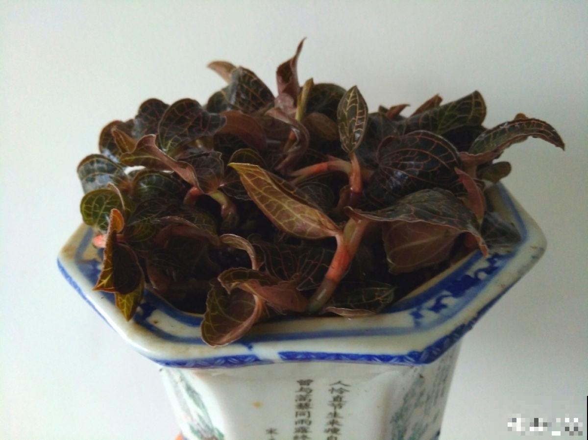 这种草被称为“草中黄金”，农村山上就有，还能泡茶喝