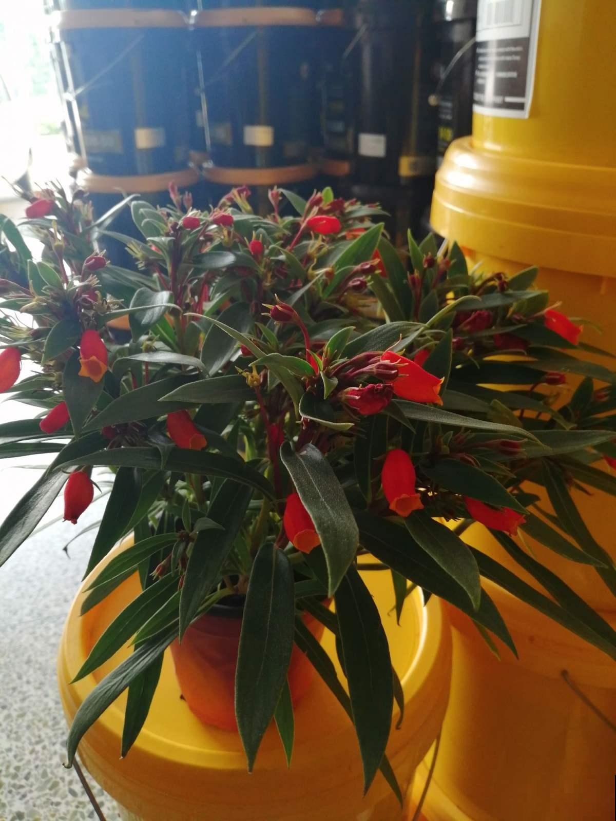 这花是大岩桐的“亲戚”，但模样却大不相同，开花太精致了！
