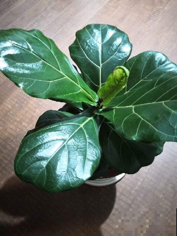 吸废气高手非它莫属，一棵就成净化器，关门闭窗也畅快呼吸！