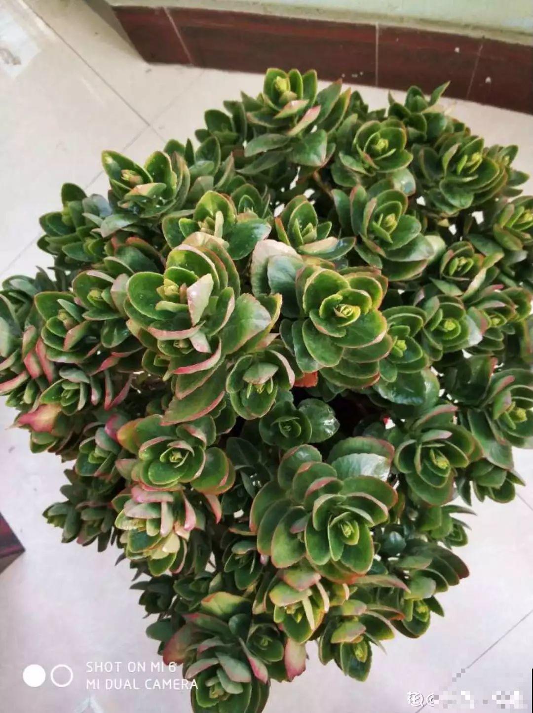 长寿开花不过瘾，学会1招，花苞多的能盖叶！