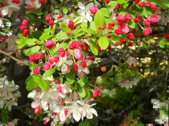 10种水果开花图，你可能一个都没见过！