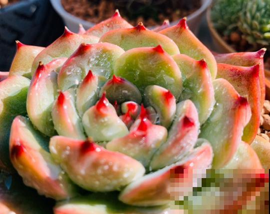 养花不能用大盆，这5种花挤在小盆里，才能长成精品！