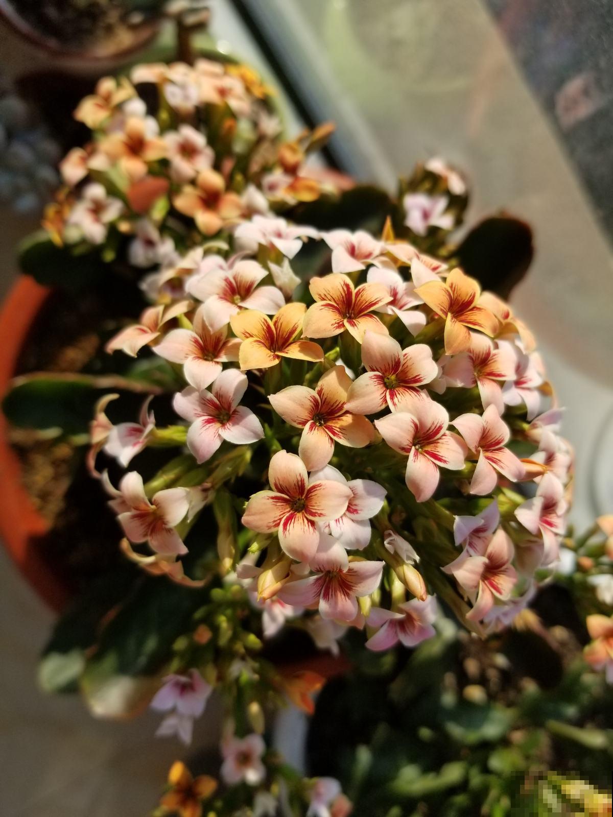 那些开出“花团子”的花，个个都是爆盆机器，开花停不下来