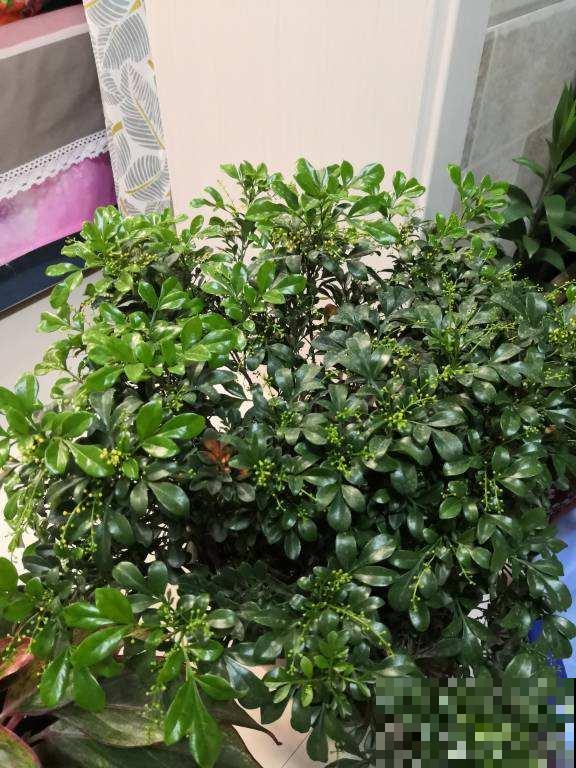 家里养盆香水花，满树挂满“黄金粒”，一盆满屋都飘香
