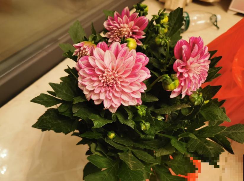 春天想赏灿烂花海，这花非种不可，几粒种子就开满家！