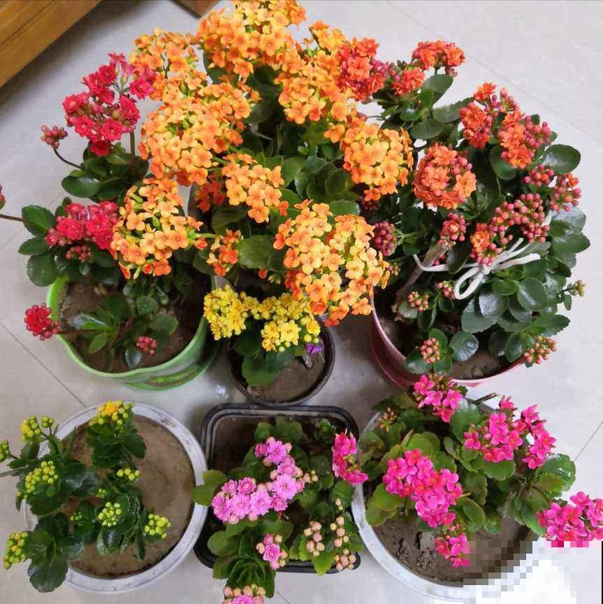 那些开出“花团子”的花，个个都是爆盆机器，开花停不下来