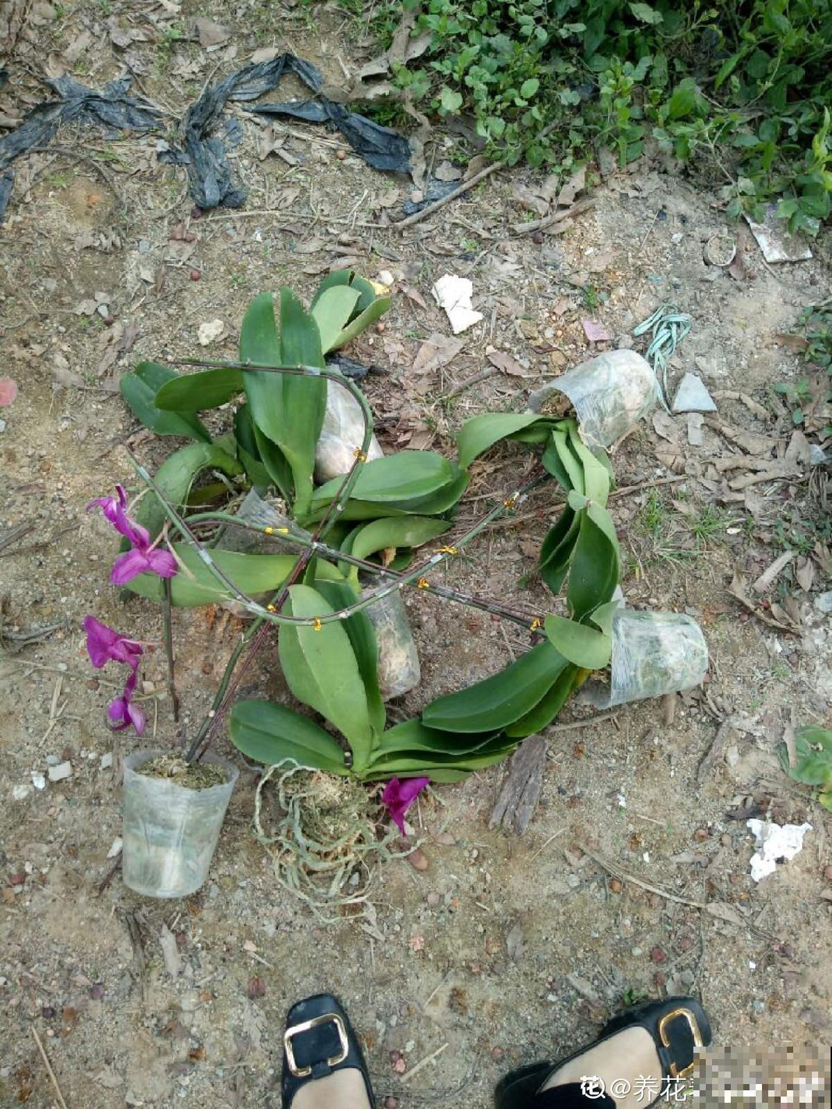 垃圾桶周围逛两圈，捡到3个宝，花和土都有了