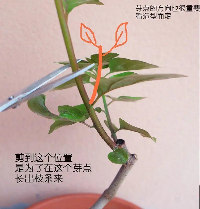 金枝玉叶不能长太高，越矮越值钱，一长高就砍！