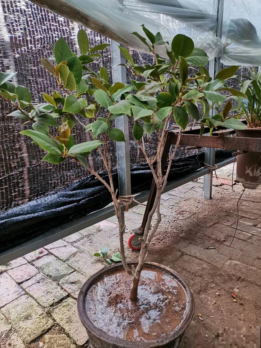茶花也要补营养，浇水的时候掺点它，长得壮开花多！