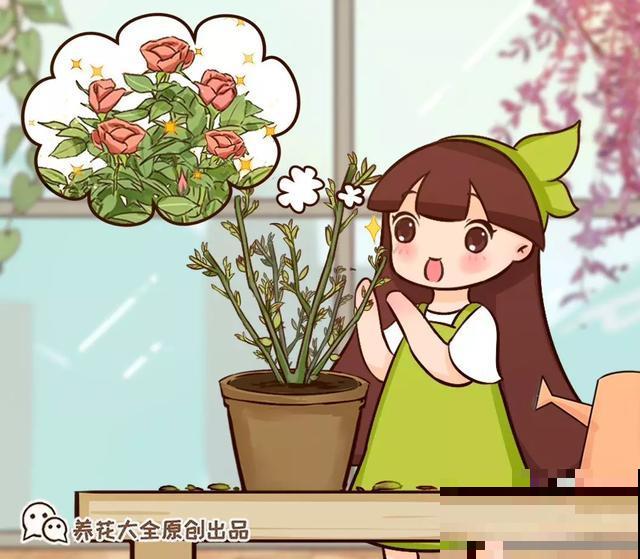 养花就得勤“掐”，别心疼，掐完才能呼呼冒芽