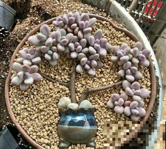 养了6年多肉，我是如何一步一步，从小白变成高手的！