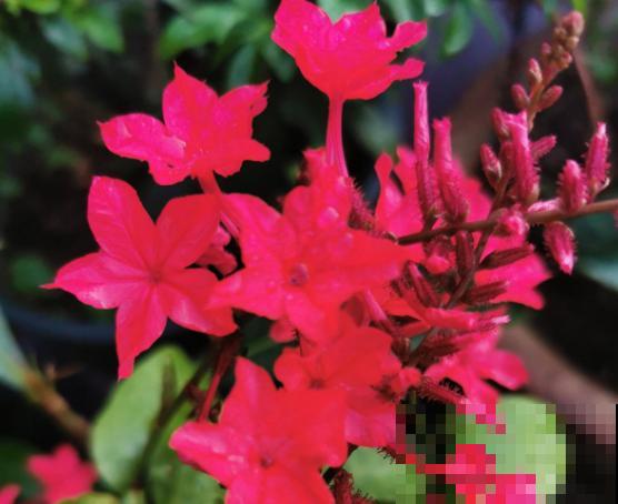 植物界的3种“雪花”，居然是在夏天开的，你见过几种？