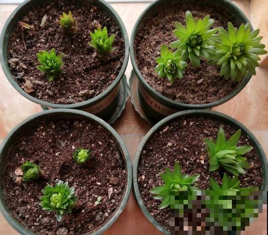 百合花的最佳种植时间到了，挑个好球埋土里，2个月就开花！