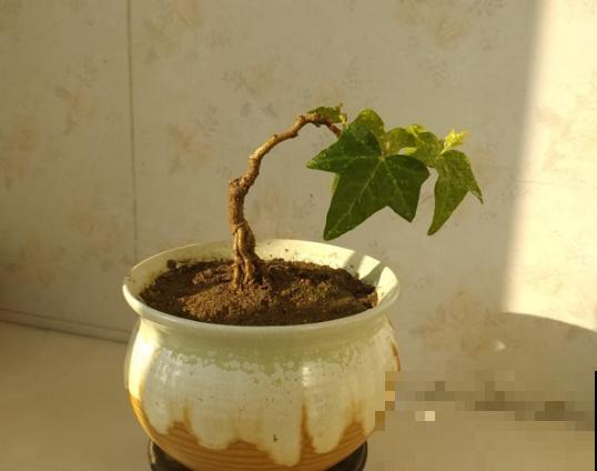 盆景修剪3大原则，收藏起来，你也能变大神！