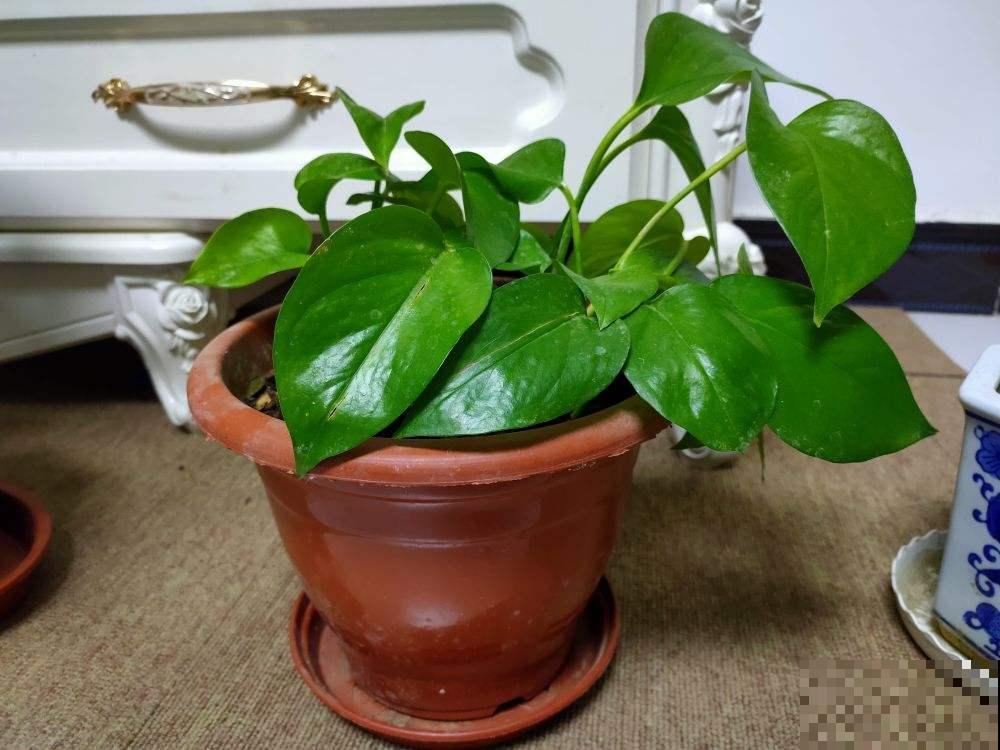 最适合上班族的4种花，不光好养，寓意还好
