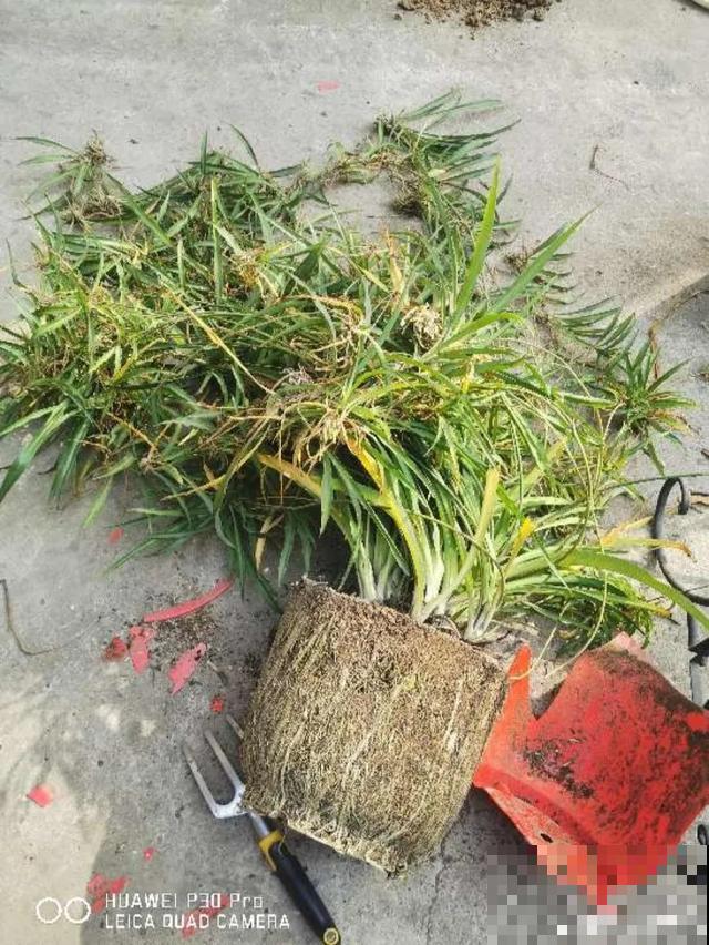 特能吃土的花，抓紧时间换盆，晚了就不开花