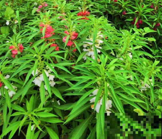 小时候经常玩的4种花，农村遍地都是，名字土开花却很美！