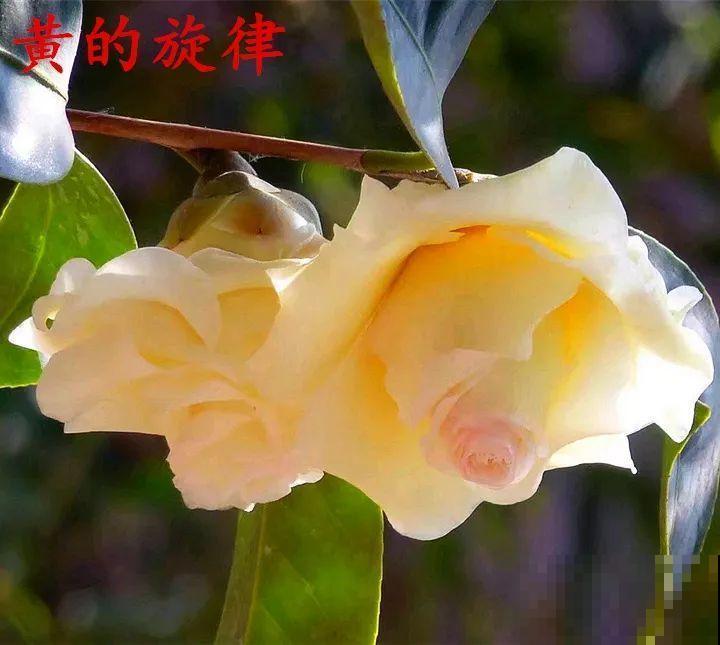 冬天必养的花，竟然有30个品种，最稀罕的是这个颜色！