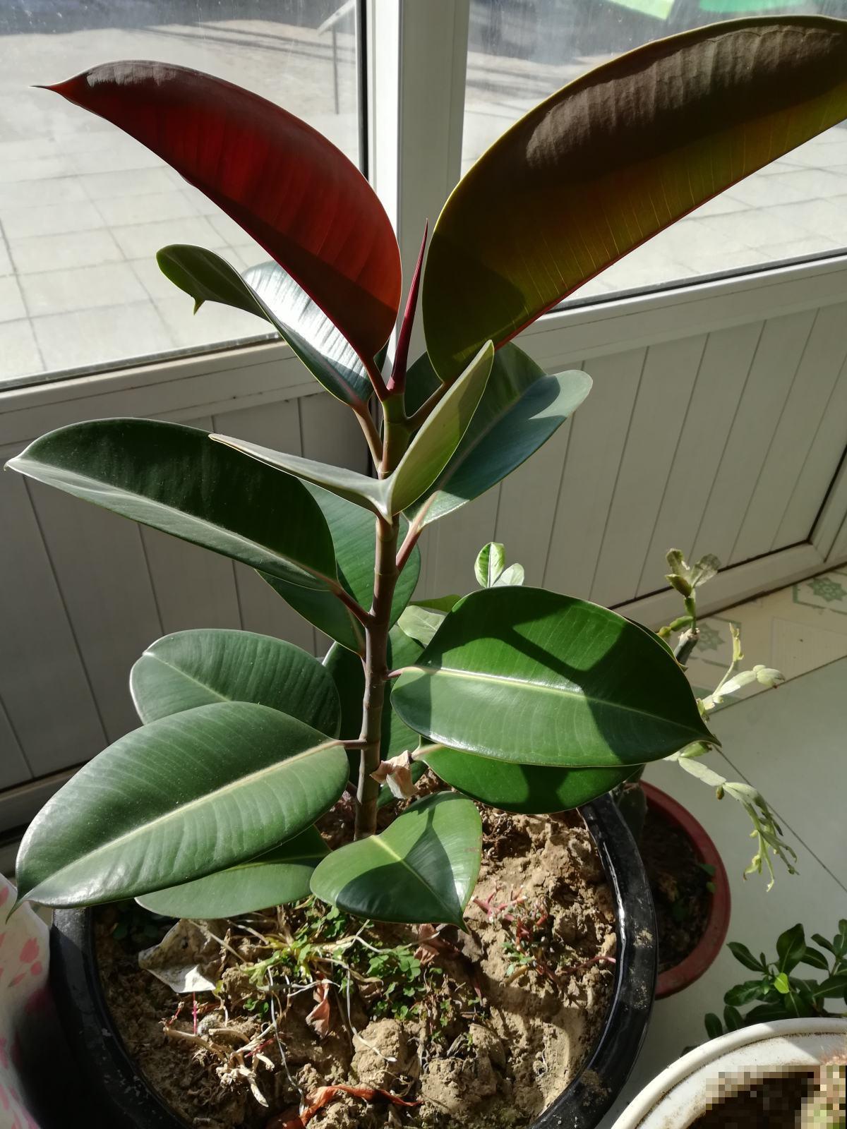 “4种花”特耐旱，家里养一盆，一个月不浇水，叶子照样翠绿