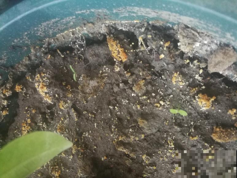 盆里出现这东西，赶紧换新土，不然花儿养不久！